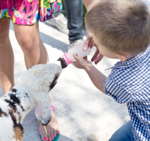 Visiting a zoo during Family Fun Month