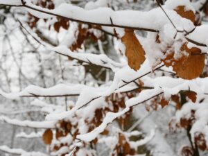 Winter storms can make a mess. A BlueBox dumpster can help with the debris in Tri-state area yards in Maryland, Pennsylvania and West Virginia.