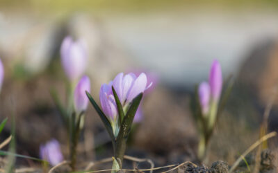 March 2026 is Here and Spring is on its Way