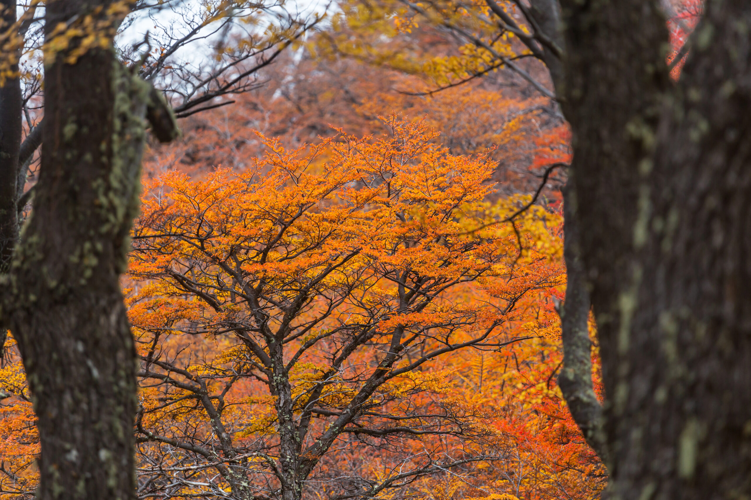 Fall fun in the Tri-state are of MD, WV and PA, where BlueBox delivers their rental dumpsters.